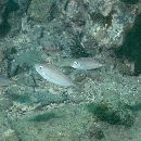 Naso thynnoides (Cuvier, 1829)