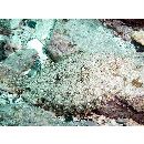 Bothus pantherinus (Ruppell, 1830)