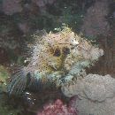 Chaetodermis penicilligera (Cuvier, 1816)