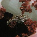 Rudarius ercodes Jordan et Fowler, 1902