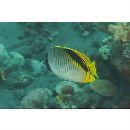 Chaetodon oxycephalus Bleeker, 1853