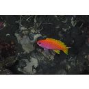 Pseudanthias bimaculatus (Smith, 1955)