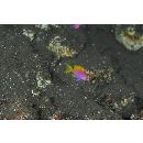 Pseudanthias bimaculatus (Smith, 1955)