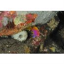 Pseudanthias bimaculatus (Smith, 1955)