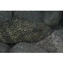 Epinephelus bontoides (Bleeker, 1855)