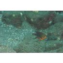 Neoglyphidodon crossi Allen, 1991