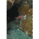 Neoglyphidodon crossi Allen, 1991