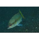 Scolopsis monogramma (Cuvier, 1830)