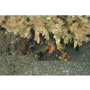 Centropyge eibli Klausewitz, 1963