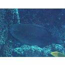 Scarus obishime Randall et Earle, 1993