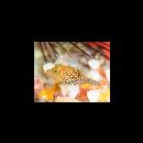 Canthigaster solandri (Richardson, 1845)