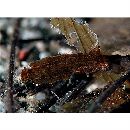 Novaculoides macrolepidotus (Bloch, 1791)