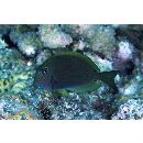 Acanthurus nigroris Valenciennes, 1835