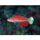 Cirrhilabrus katoi Senou et Hirata, 2000