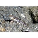 Vanderhorstia sp. 2 of Suzuki et Shibukawa (2004)