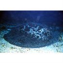 Taeniura meyeni Muller et Henle, 1841