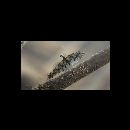 Redigobius bikolanus (Herre, 1927)