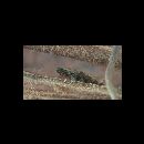 Redigobius bikolanus (Herre, 1927)