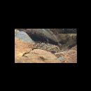 Redigobius bikolanus (Herre, 1927)