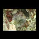 Eviota japonica Jewett et Lachner, 1983