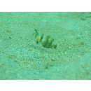 Iniistius twistii (Bleeker, 1856)