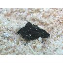 Platycephalidae, indet. gen. & sp