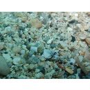 Platycephalidae, indet. gen. & sp