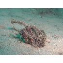 Pteroidichthys amboinensis Bleeker, 1856