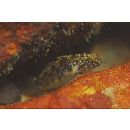 Redigobius bikolanus (Herre, 1927)