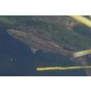 Butis amboinensis (Bleeker, 1853)