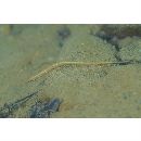 Hippichthys (Hippichthys) cyanospilus (Bleeker, 1854)