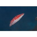 Oxycheilinus orientalis (Gunther, 1862)