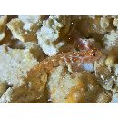 アワセイソハゼ属未同定種