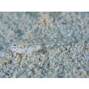 Silhouettea insinuans Smith, 1959