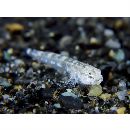 Silhouettea insinuans Smith, 1959