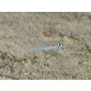 Vanderhorstia cyanolineata Suzuki et Chen, 2013