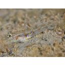 Gobiidae, indeterminate genus et species