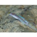 Vanderhorstia cyanolineata Suzuki et Chen, 2013