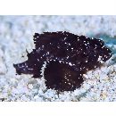 Neosebastes entaxis Jordan et Starks, 1904