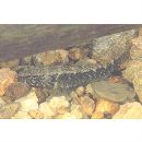 Eleotris acanthopoma Bleeker, 1853