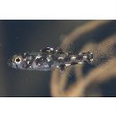 Pandaka trimaculata Akihito et Meguro, 1975