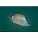 Lutjanus malabaricus Schneider, 1801