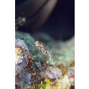 Stethojulis strigiventer (Bennett, 1832)