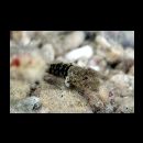 Bathygobius cyclopterus (Valenciennes, 1837)