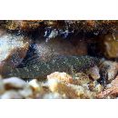 Eleotris acanthopoma Bleeker, 1853