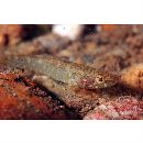 Eleotris fusca (Schneider, 1801)