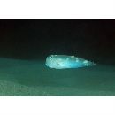 Iniistius pentadactylus (Linnaeus, 1758)