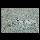 Silhouettea insinuans Smith, 1959