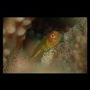 Paragobiodon echinocephalus (Ruppell, 1830)