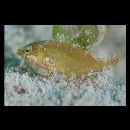 Oxycheilinus bimaculatus (Valenciennes, 1840)